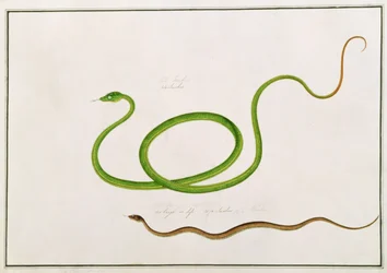 Volun Daw-on, aus Zeichnungen von Tieren, Insekten und Reptilien aus Malakka, ca. 1805-18